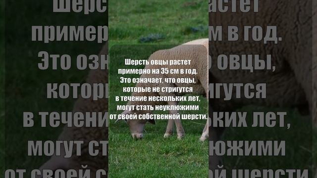 Шерсть овцы растет примерно на 35 см в год #shorts смотреть онлайн