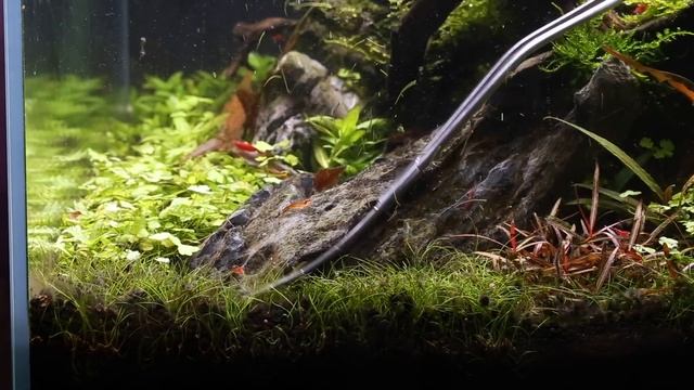 KILL PLANTED TANK ALGAE WITHOUT CHEMICALS!! смотреть онлайн