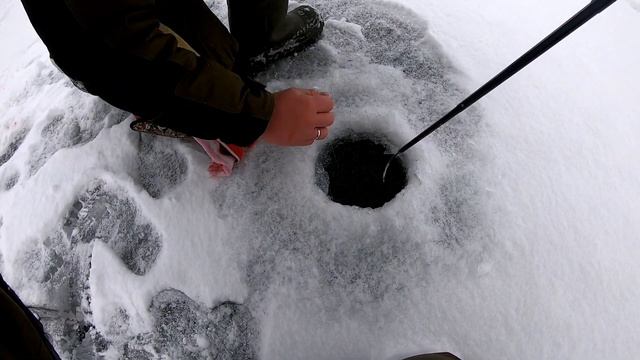 Трофейная рыбалка.Не успели расставить жерлицы,как начали клевать эти крокодилы.Первые трофеи зимы. смотреть онлайн