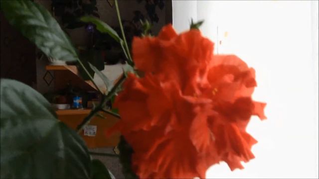 Flower. Home rose. Part 1 / Цветы. Домашняя роза. Часть 1. смотреть онлайн