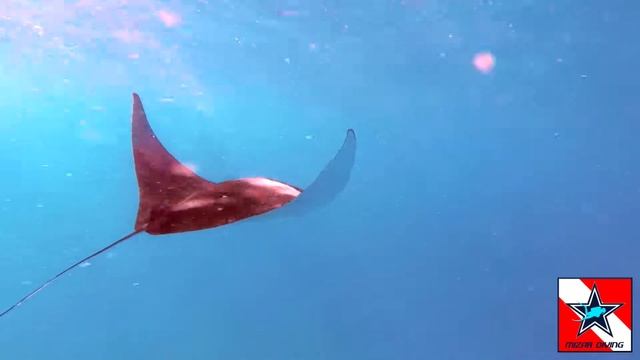 ?MANTA BIROSTRIS - ??MANTA RAY - UKULHAS MALDIVES 2018 смотреть онлайн