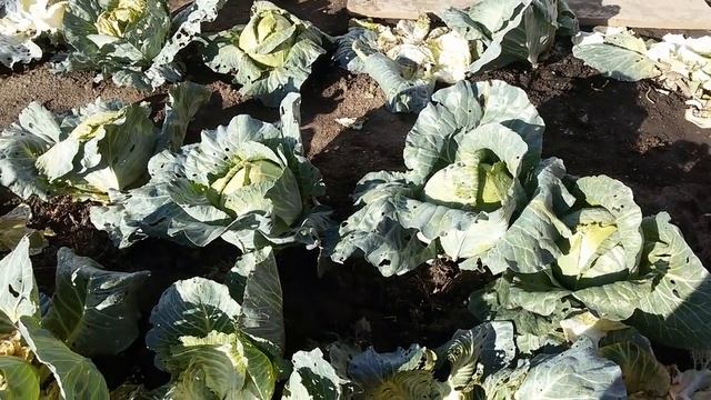 СИЛЬНЫЕ ЗАМОРОЗКИ. ВСЁ ЗАМЁРЗЛО. УБИРАЮ ОГОРОД. ЗАСОЛКА КАПУСТЫ. смотреть онлайн