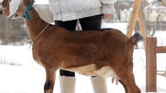 Разведение коз Англо-нубийской породы как бизнес | Козоводство | Англо Нубийские козы смотреть онлайн