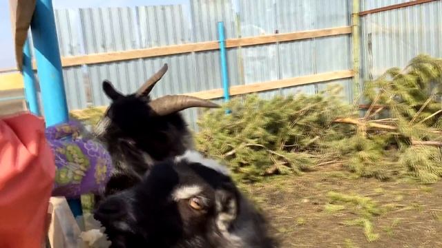 Страусиная дача / Ostrich villa смотреть онлайн