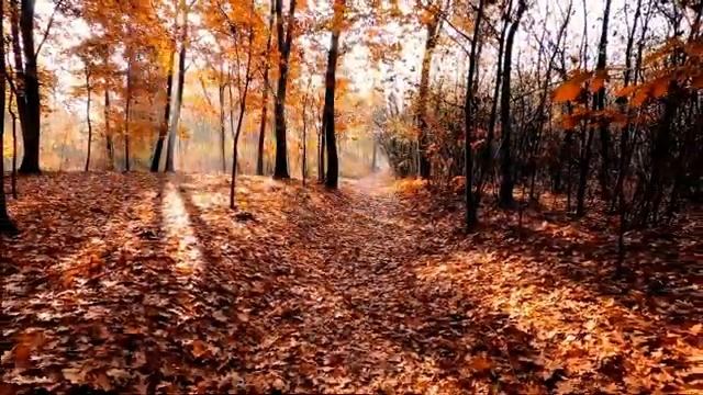 Осень, листопад, видео осень листопад, осень природа смотреть онлайн