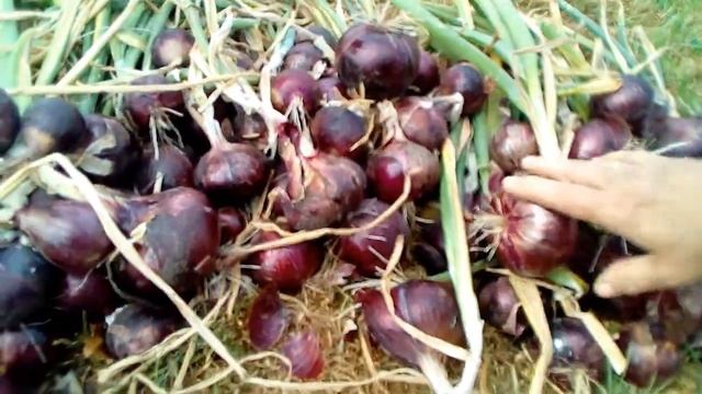 Лук! Лучок! Вяжу косы. смотреть онлайн