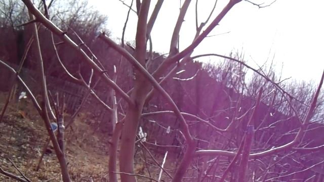 Железов В.К. Межвидовые прививки смогут сдвинуть сроки цветения- проверим? смотреть онлайн