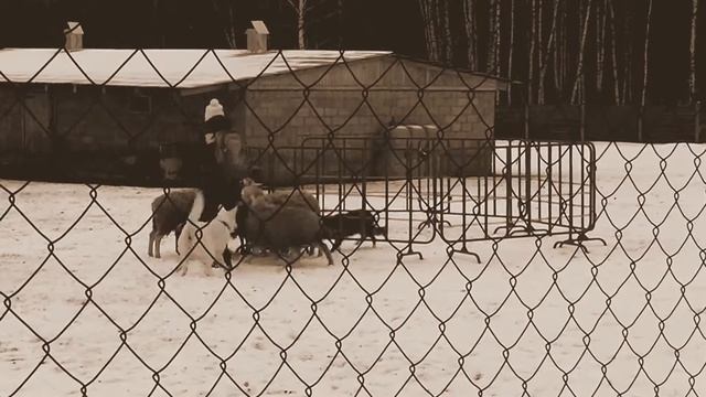 Avrora Early Star. Тест на наличие пастушьего инстинкта. смотреть онлайн