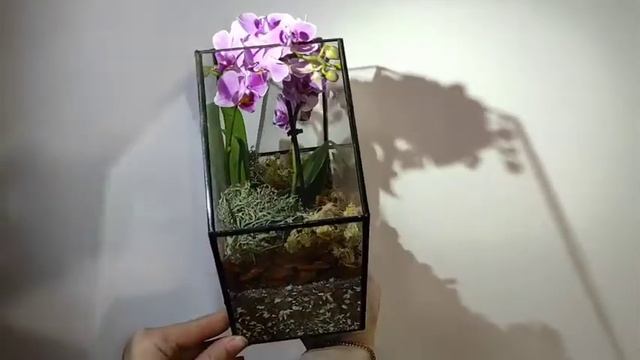 флорариум смотреть онлайн