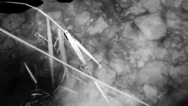 Дисклеймер на тему: "Эго, голод и агрессия." Читаем доктора Перлза смотреть онлайн