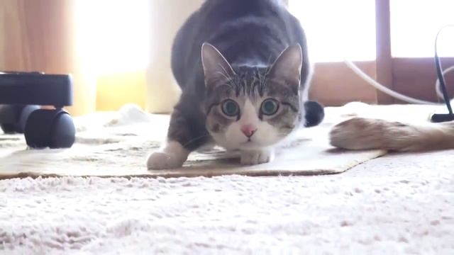 Кот ТаНцУеТ смотреть онлайн