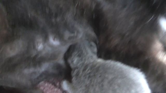 У КОШКИ РОДИЛИСЬ КОТЯТА )) the cat had kittens смотреть онлайн