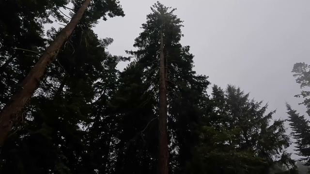Humboldt Fallin' | Redwood Legends Return to Fall huge Redwood Trees with Stihl MS 880 & Stihl 500i смотреть онлайн
