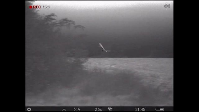 Owl смотреть онлайн