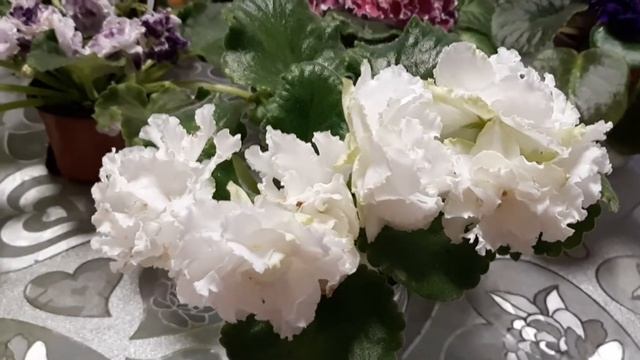 ФИАЛКА СОРТА АВ- БЕЛЫЙ МЕДВЕДЬ смотреть онлайн