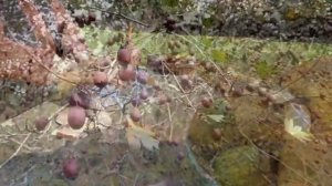 Мясо с Картошкой Азербайджанская Кухня Деревенская Кухня Рецепты