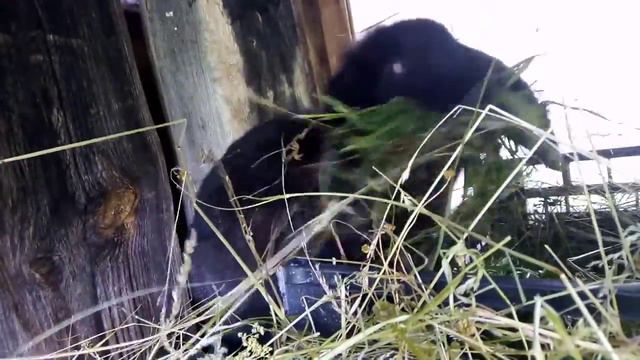 Крольчиха готовится к окролу. (строит гнездо)