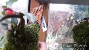 Орхидеи. Каттлея уход, полив и содержание в домашних условиях. Моих?