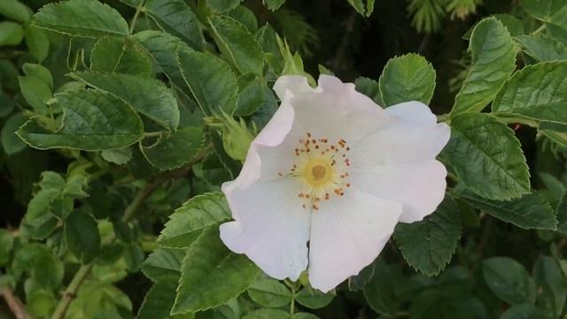 Églantier 'Rosa Canina' L'ancêtre Des Roses
