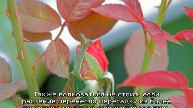 Почему у розы краснеют листья