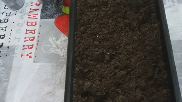 Как пикировать рассаду петунии. Первая пикировка рассады петунии смотреть онлайн