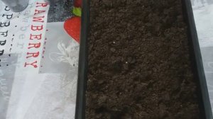 Как пикировать рассаду петунии. Первая пикировка рассады петунии