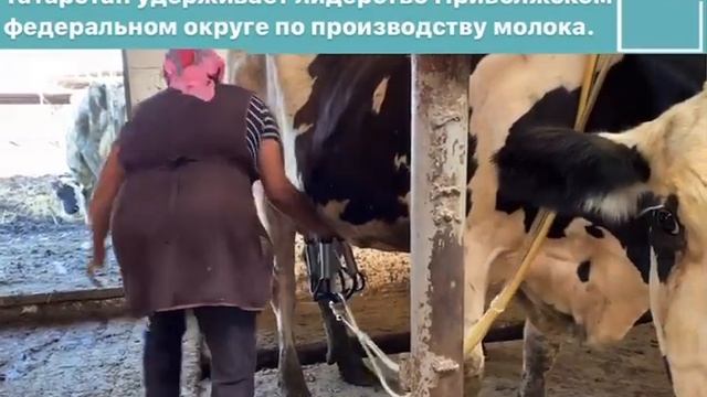 В Татарстане с января по июль 2022 года произвели 761,7 тыс. тонн молока. смотреть онлайн