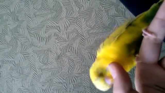 Говорящый попугай Жорик