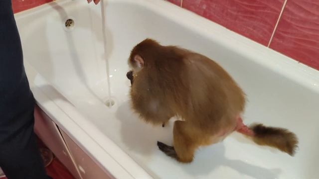 Уход за обезьянками Гошей и Марусей. Стрижка ногтей смотреть онлайн