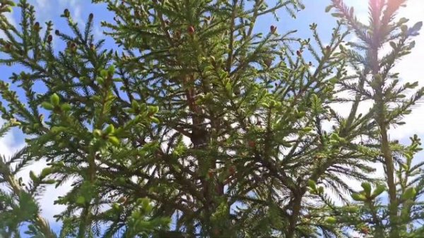 Ягоды на ёлках!