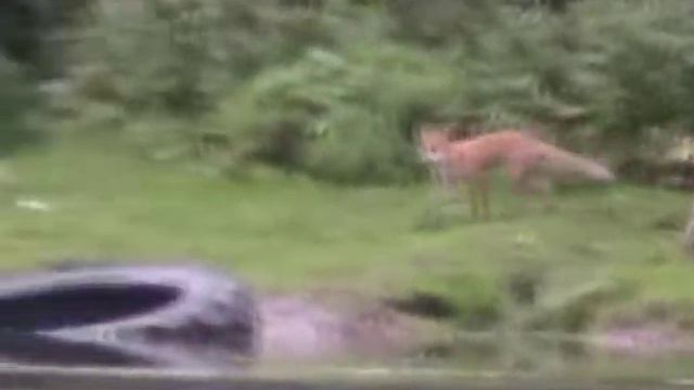 лиса и рыбак смотреть онлайн