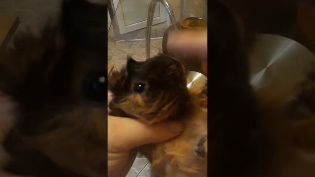 Хрюша смотреть онлайн