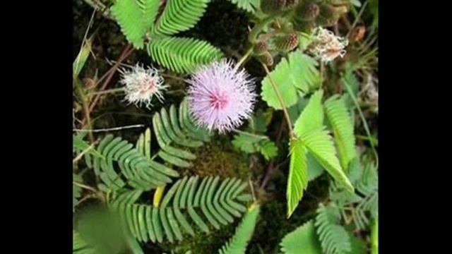 George Benson- Mimosa