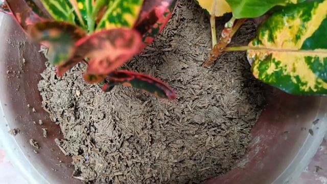 Nice Idea | How to Grow Croton From Stem Cuttings | Best Natural Rooting Hormone смотреть онлайн