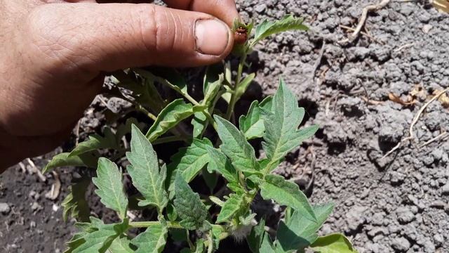 Колорадский жук на томатах. смотреть онлайн