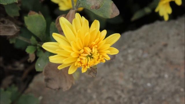 Canon 1300D Photography Test / Picture Clarity смотреть онлайн