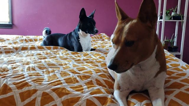 Atlas the Basenji playing смотреть онлайн