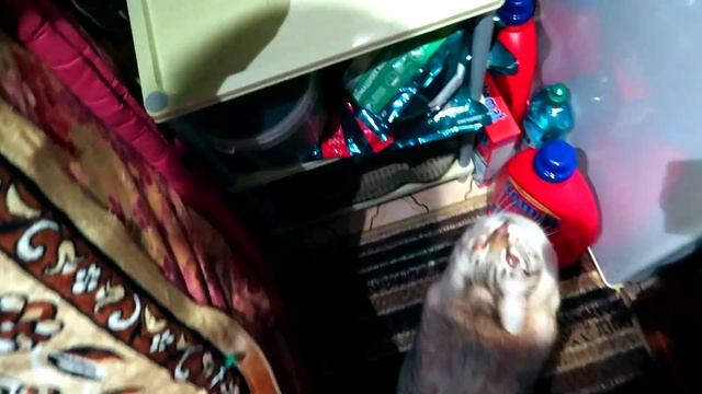 ВЛОГ: Упала с самоката /Сорвалась с ПП/ Почему перезалила видео смотреть онлайн