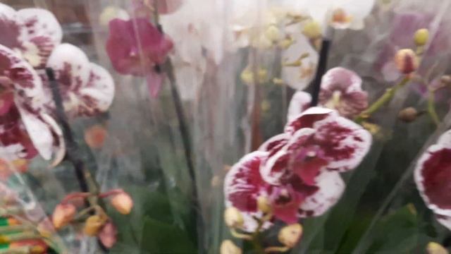 Орхидеи в Ленте! Свежие с отличной корневой! Майкоп. смотреть онлайн