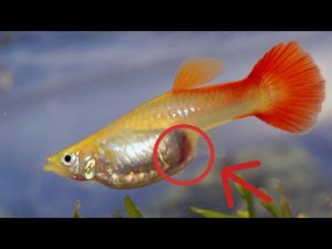 КАК ПОНЯТЬ БЕРЕМЕННА ЛИ ГУППИ И КОГДА ЕЙ РОЖАТЬ