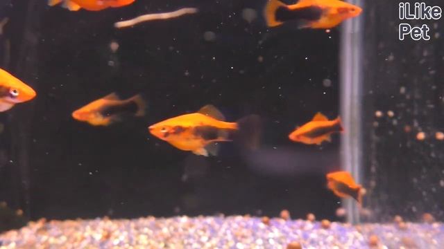 Какие аквариумные рыбки подойдут для начинающих? смотреть онлайн