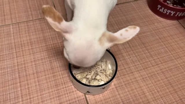 Обед моих малышей, два шпица и малышка чихуахуа.))) смотреть онлайн