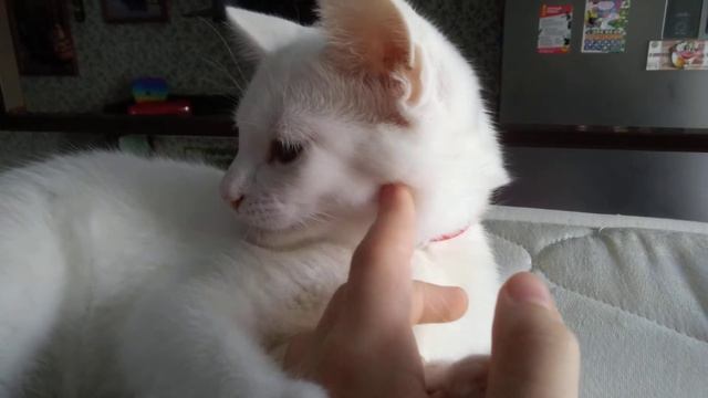 Альбина очень вырасла в сентябре ей будет 4 месяца🤗😍😋 смотреть онлайн