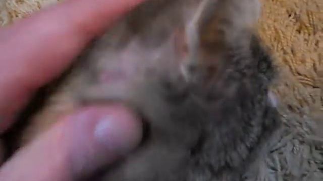 Как вылечить у кота ушной клещ - How to cure a cat's ear mite смотреть онлайн