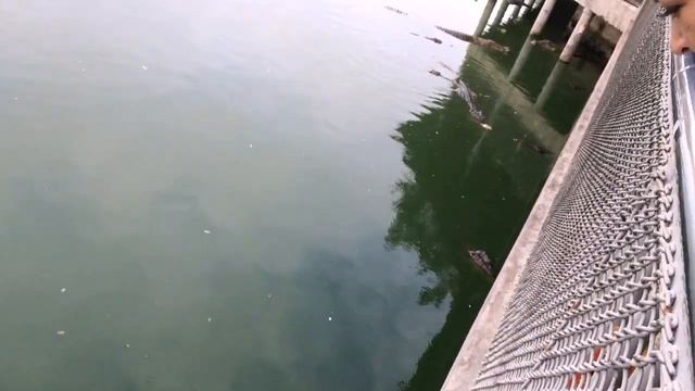 Крокодил откусит голову человеку, шоу крокодилов, опасность, приколы Паттайя, каникулы в тайланде