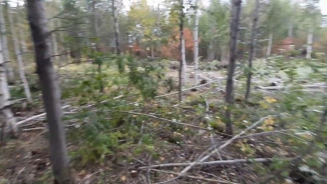 Купил участок в лесу. Разработка участка с нуля своими руками смотреть онлайн