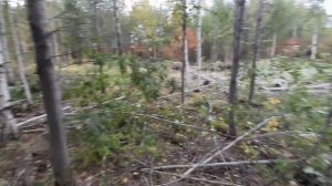 Купил участок в лесу. Разработка участка с нуля своими руками