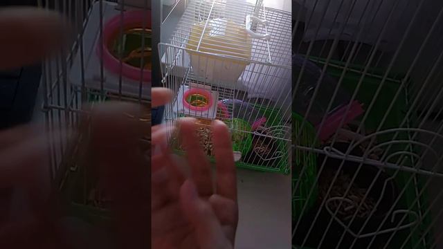 что не обходимо для удобство в клетке хомяка? смотреть онлайн