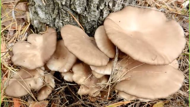 Фарафонтов Николай. "Наше грибное лукошко" смотреть онлайн