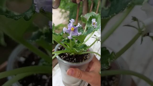 Фиалка сорт РС-Пришелец смотреть онлайн